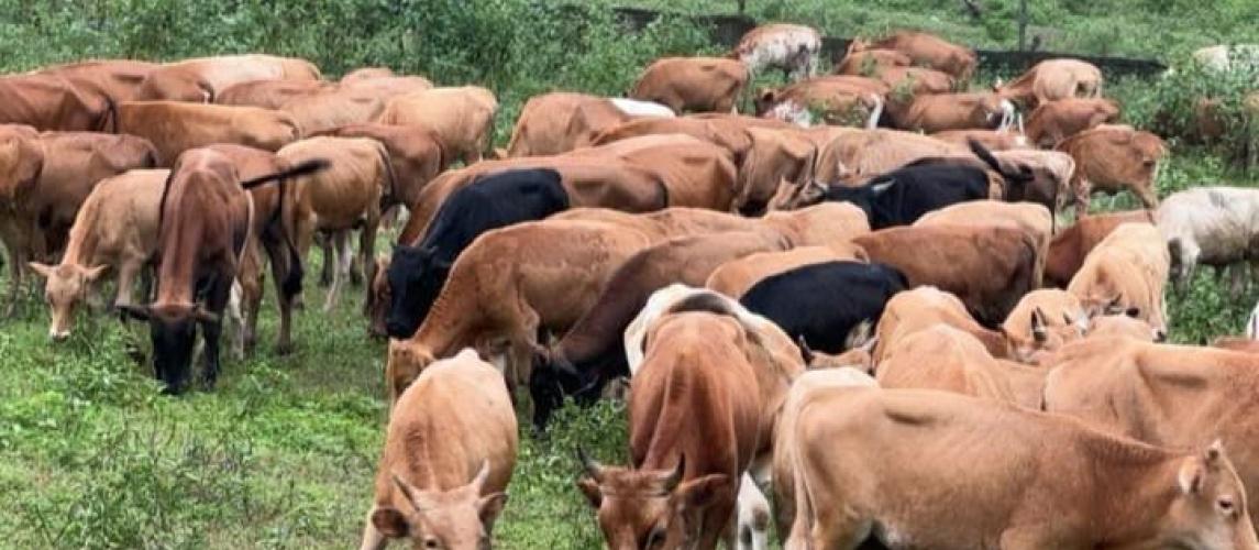 Ministry of Agriculture Announces Arrival of 200 Muturu Cattle to Boost Liberia's Livestock Sector