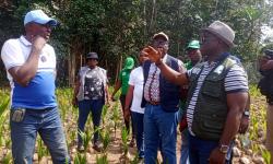Government Launches Fully Funded Coconut Seed Garden Initiative in Four Southeastern Counties