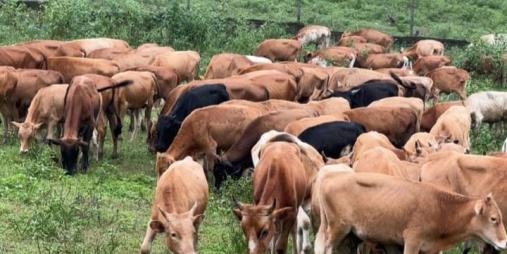 Ministry of Agriculture Announces Arrival of 200 Muturu Cattle to Boost Liberia's Livestock Sector